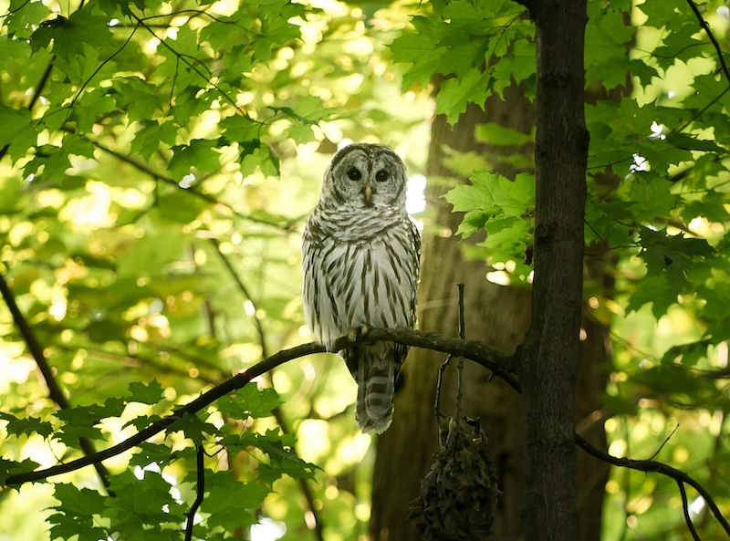 A wake up call to this life owl
