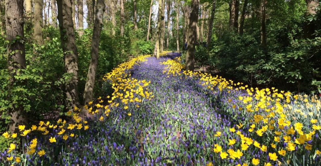 Path of Love with Flowers