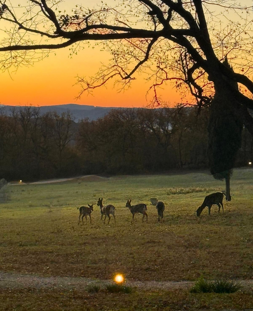 Miasto Deer Path of Love Italy